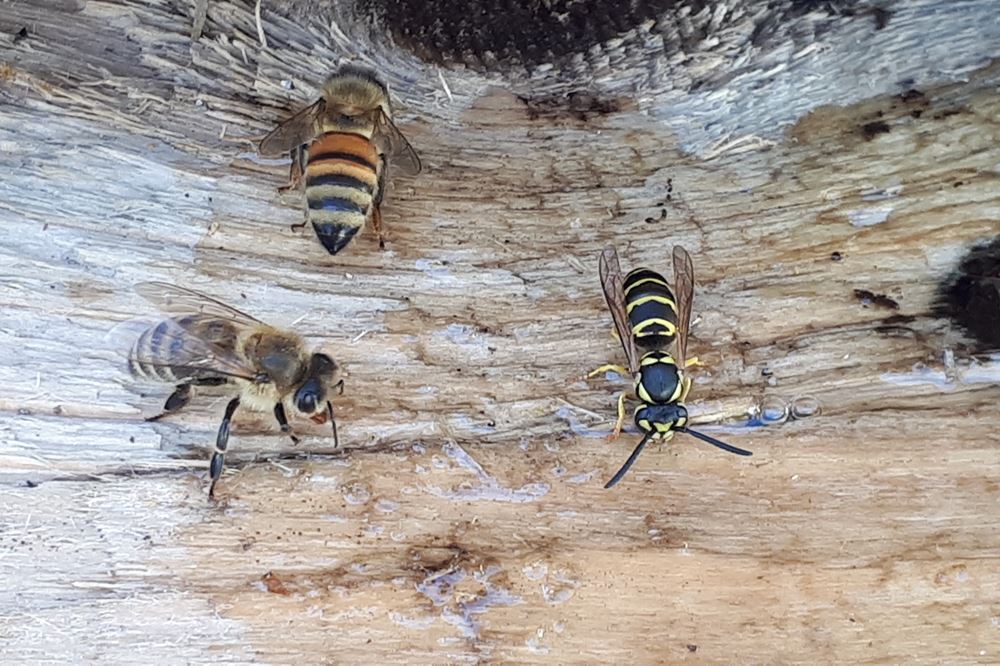 Abeille Mellifère, Guêpe, Bourdon. Comment différencier ces insectes — free download